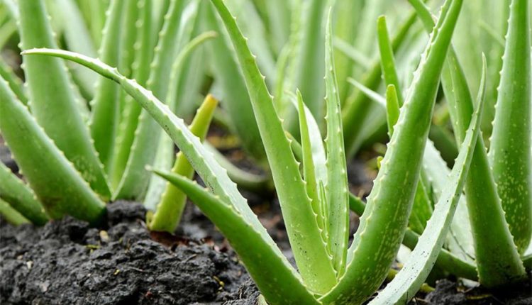 Aloe Vera biljka