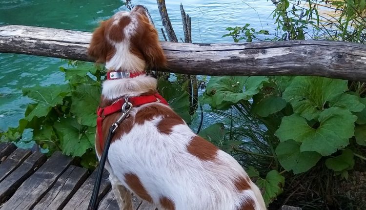 Kućni ljubimci utječu na zdravlje