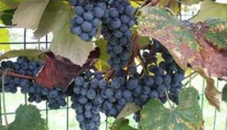 Grožđe za zdravlje i ljepotu