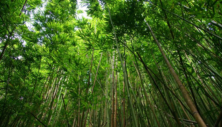 Priča o kineskom bambusu