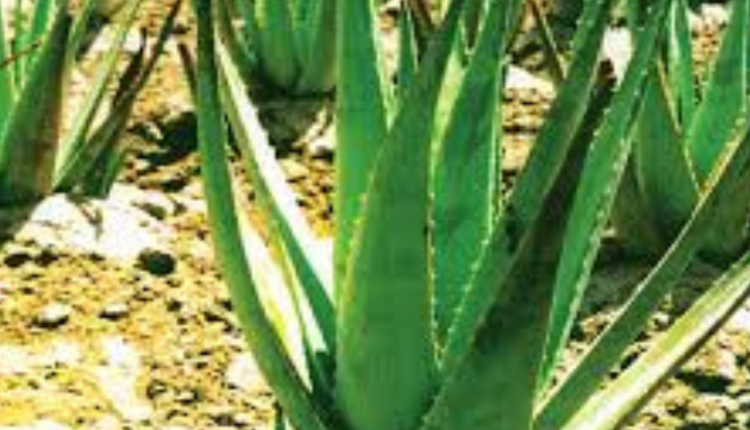 Acemannan moćna tvar iz Aloe vere